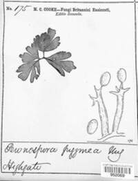 Plasmoverna pygmaea image